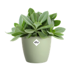 brussels round 14cm verde sorbete